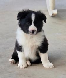 Border Collie Puppies - Photo 3