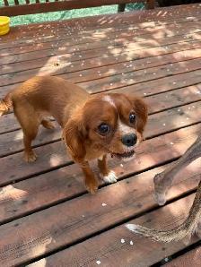 Dog found