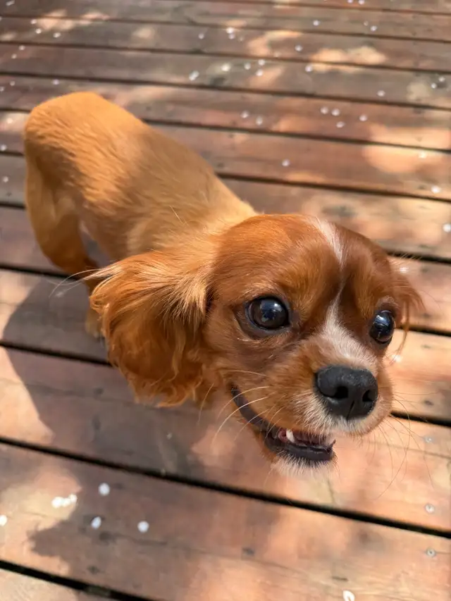 Dog found - Photo 2