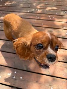 Dog found - Photo 2