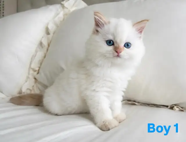 Tiny Fluffballs Ready for Forever Homes