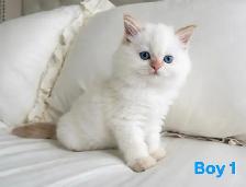 Tiny Fluffballs Ready for Forever Homes