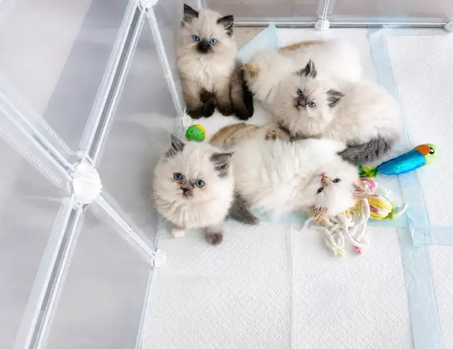 Tiny Fluffballs Ready for Forever Homes - Photo 2