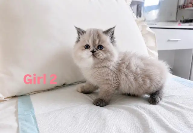 Tiny Fluffballs Ready for Forever Homes - Photo 3