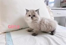 Tiny Fluffballs Ready for Forever Homes - Photo 3
