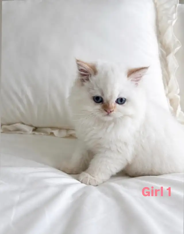 Tiny Fluffballs Ready for Forever Homes - Photo 4
