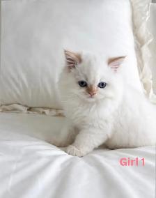 Tiny Fluffballs Ready for Forever Homes - Photo 4