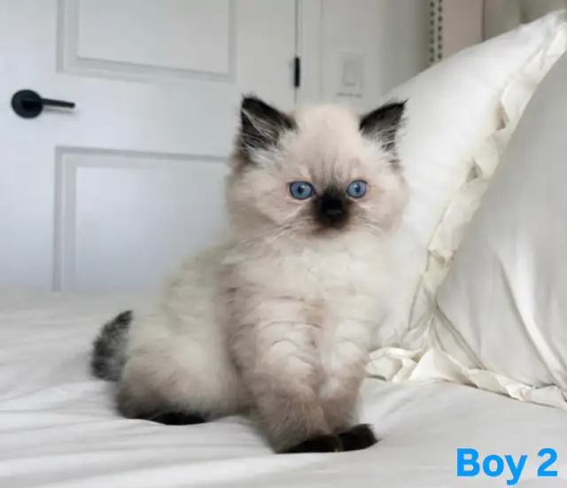 Tiny Fluffballs Ready for Forever Homes - Photo 5