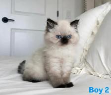 Tiny Fluffballs Ready for Forever Homes - Photo 5