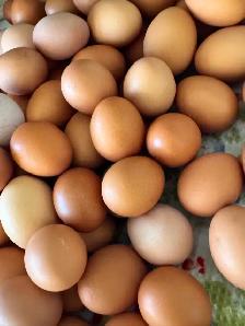 Fresh Farm Eggs