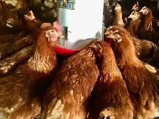 Poulettes brunes 20 semaines, mardi 5 mai
