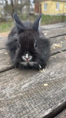 lapin tête de lion