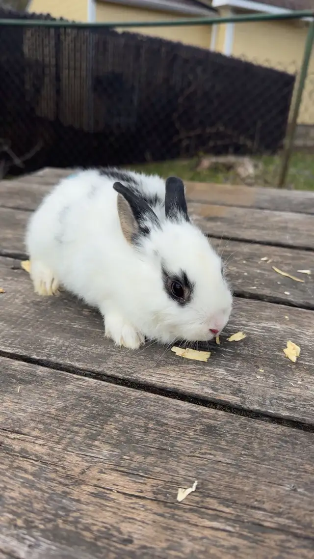 lapin tête de lion - Photo 2