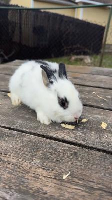 lapin tête de lion - Photo 2