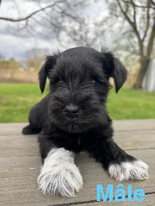 schnauzer nain