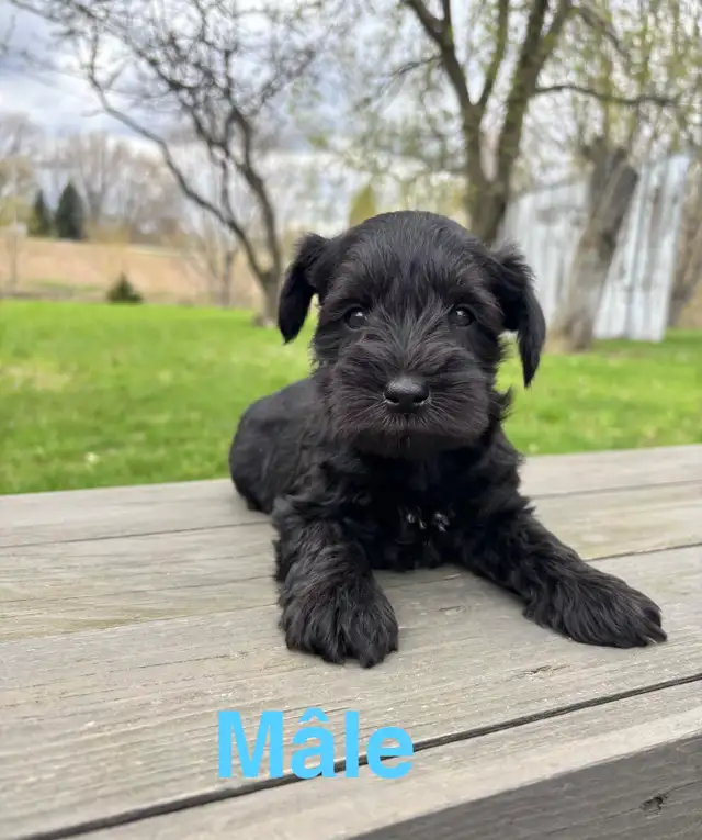 schnauzer nain - Photo 2