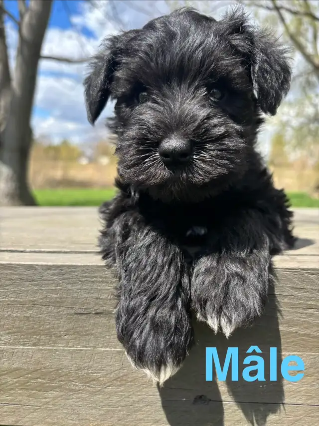 schnauzer nain - Photo 3