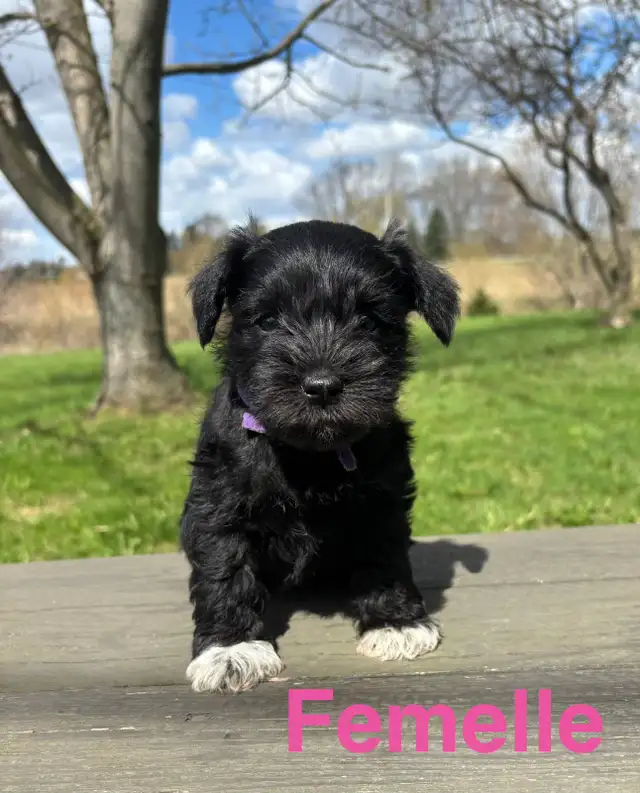 schnauzer nain - Photo 4