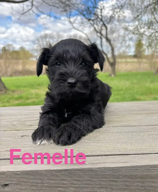 schnauzer nain - Photo 5