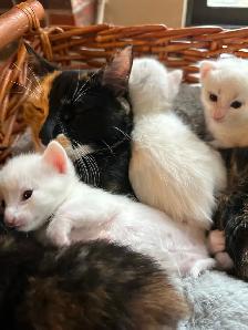 3 Adorable White Short-Haired Kittens – Ready for Forever Homes!