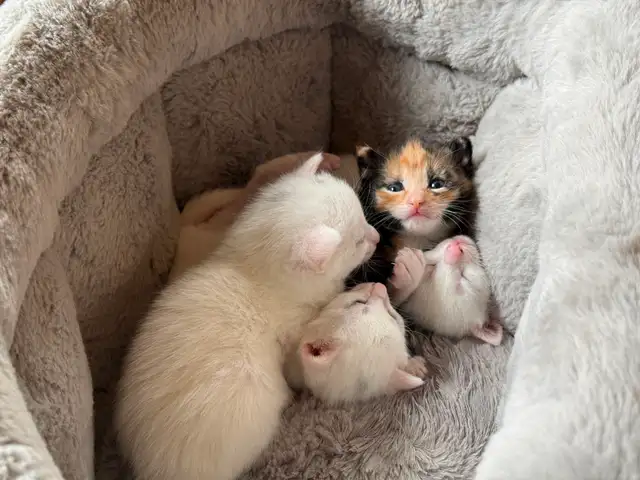 3 Adorable White Short-Haired Kittens – Ready for Forever Homes! - Photo 2