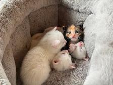 3 Adorable White Short-Haired Kittens – Ready for Forever Homes! - Photo 2