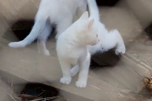 3 Adorable White Short-Haired Kittens – Ready for Forever Homes! - Photo 3