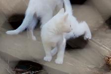 3 Adorable White Short-Haired Kittens – Ready for Forever Homes! - Photo 3