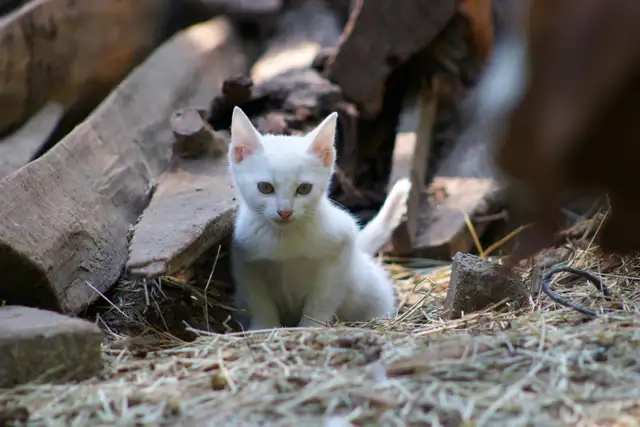 3 Adorable White Short-Haired Kittens – Ready for Forever Homes! - Photo 4
