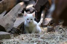3 Adorable White Short-Haired Kittens – Ready for Forever Homes! - Photo 4