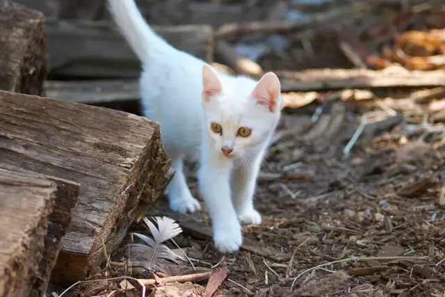 3 Adorable White Short-Haired Kittens – Ready for Forever Homes! - Photo 5