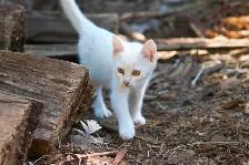 3 Adorable White Short-Haired Kittens – Ready for Forever Homes! - Photo 5