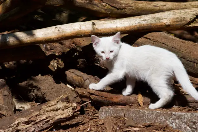 3 Adorable White Short-Haired Kittens – Ready for Forever Homes! - Photo 6