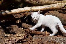 3 Adorable White Short-Haired Kittens – Ready for Forever Homes! - Photo 6