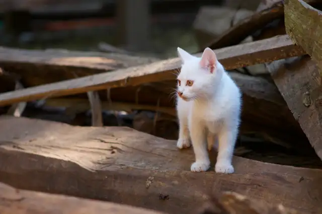 3 Adorable White Short-Haired Kittens – Ready for Forever Homes! - Photo 7