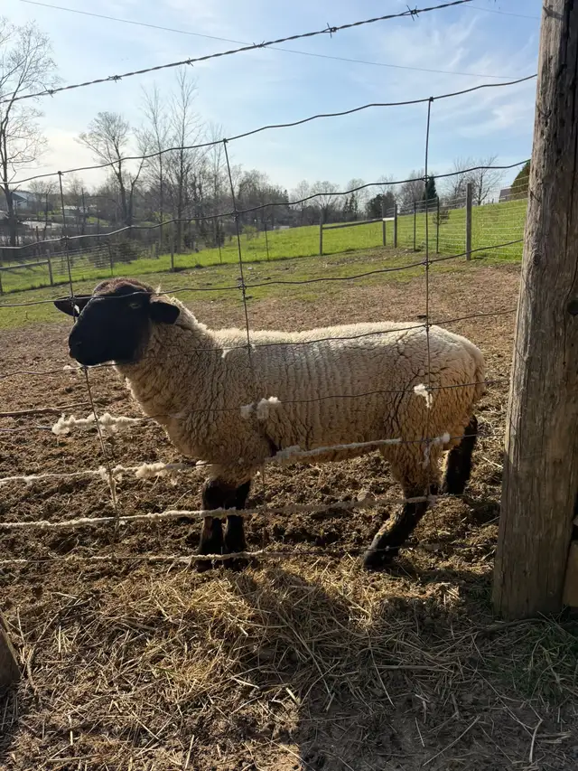 Purebred Suffolk Sheep for Sale – Healthy Breeding Stock