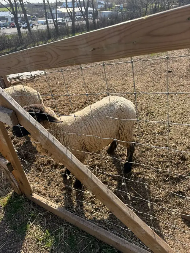 Purebred Suffolk Sheep for Sale – Healthy Breeding Stock - Photo 3