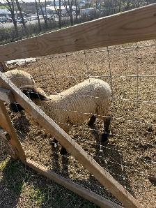 Purebred Suffolk Sheep for Sale – Healthy Breeding Stock - Photo 3
