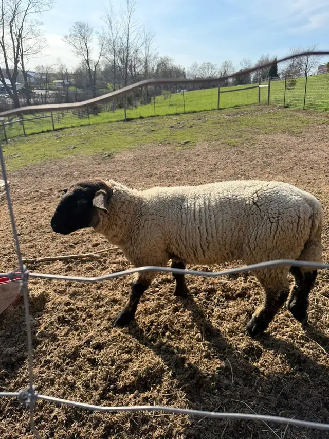 Purebred Suffolk Sheep for Sale – Healthy Breeding Stock - Photo 4