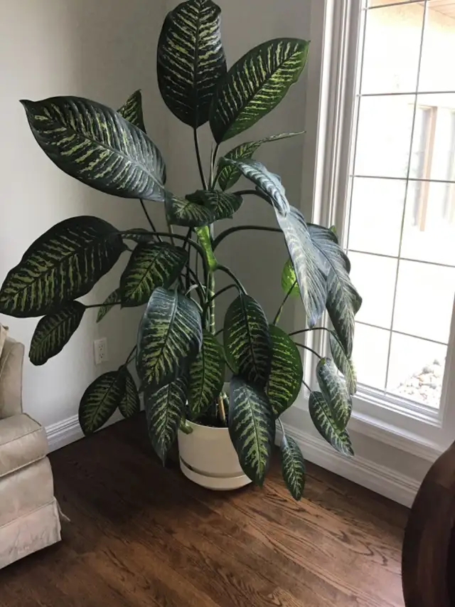 DIEFFENBACHIA PLANTS
