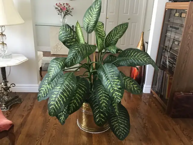 DIEFFENBACHIA PLANTS - Photo 3