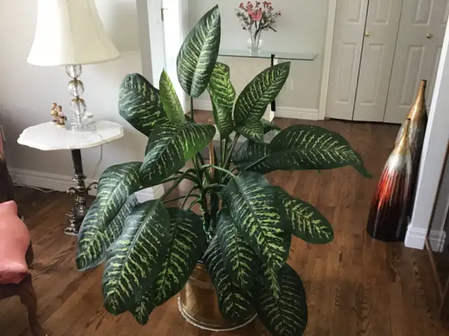 DIEFFENBACHIA PLANTS - Photo 4