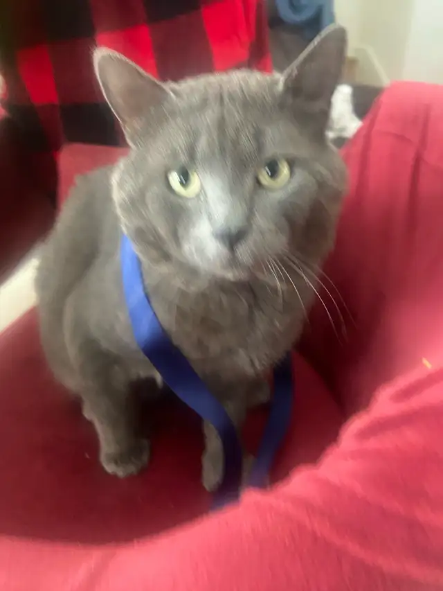 chat perdu