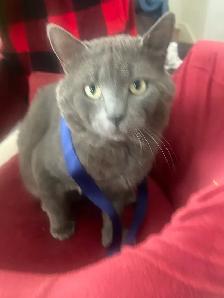 chat perdu