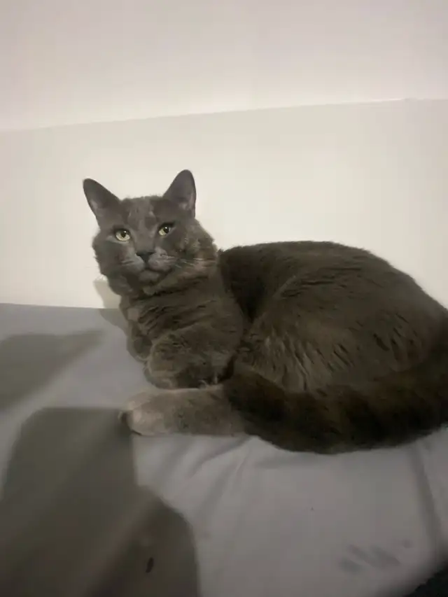 chat perdu - Photo 2