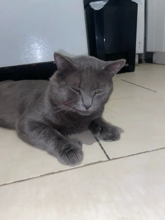 chat perdu - Photo 3
