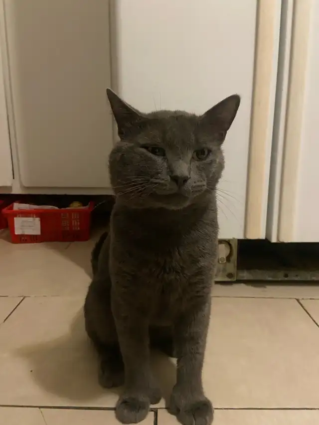 chat perdu - Photo 4