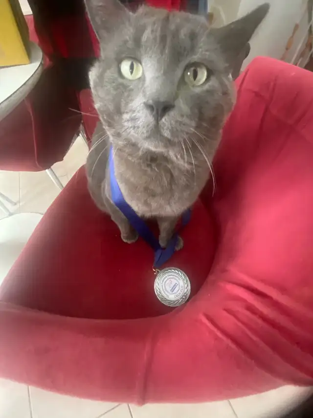 chat perdu - Photo 5