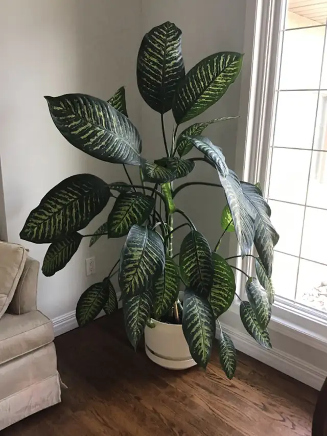 DIEFFENBACHIA PLANTS - Photo 2