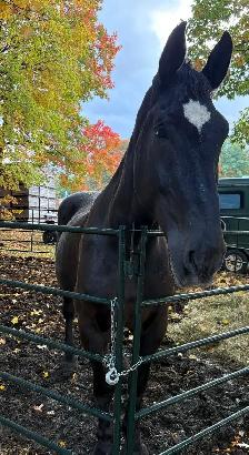 Percheron enregistre a vendre